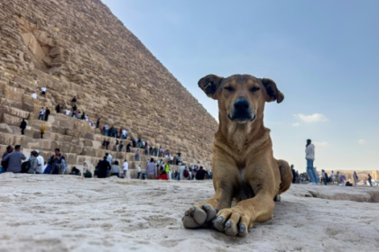 Stray dogs in Giza become tourist draw after 'pyramid puppy' sensation.jpg Stray dogs in Giza become tourist draw after 'pyramid puppy' sensation.jpg