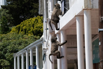 As baboons become bolder, Cape Town battles for solutions.jpg As baboons become bolder, Cape Town battles for solutions.jpg