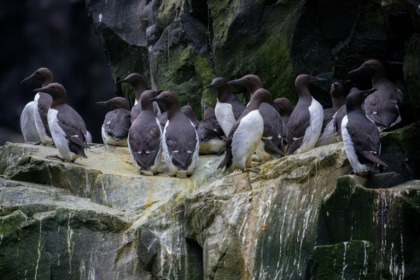 This handout photo provided by the US Fish and Wildlife Service (USFWS) shows common murres clustered together on a cliff ledge at the Alaska Maritime National Wildlife Refuge on July 30, 2019 This handout photo provided by the US Fish and Wildlife Service (USFWS) shows common murres clustered together on a cliff ledge at the Alaska Maritime National Wildlife Refuge on July 30, 2019