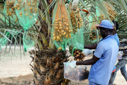 Mejhoul dates, native to Morocco's semi-arid regions, are famed for their large size, tender texture and rich sweetness Mejhoul dates, native to Morocco's semi-arid regions, are famed for their large size, tender texture and rich sweetness