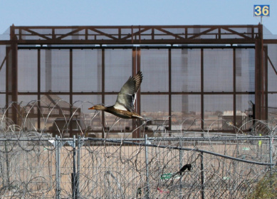 A bird flies past the border between El Paso, Texas and Ciudad Juarez in Mexico A bird flies past the border between El Paso, Texas and Ciudad Juarez in Mexico