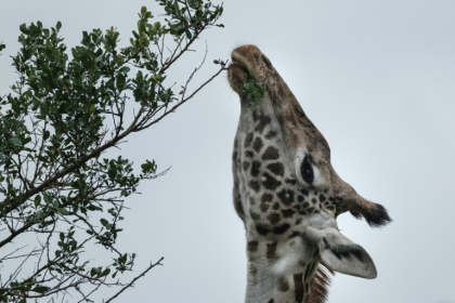 The report highlighted the Nashulai Maasai Conservancy in Kenya The report highlighted the Nashulai Maasai Conservancy in Kenya