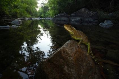 A total of 89 species were detected, including the Indochinese water dagon, in Virachey National Park, a survey found A total of 89 species were detected, including the Indochinese water dagon, in Virachey National Park, a survey found