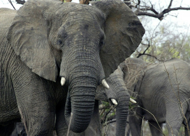 A US court has ruled that while African elephants might be 'cognitively, psychologically, or socially sophisticated' they are not people and not covered by the principle of habeas corpus A US court has ruled that while African elephants might be 'cognitively, psychologically, or socially sophisticated' they are not people and not covered by the principle of habeas corpus