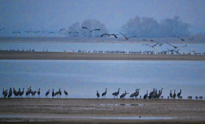 Tens of thousands of cranes now spend winter at Lac du Der near Reims in northwest France where rising global temperatures have made the climate more welcoming for migrating birds Tens of thousands of cranes now spend winter at Lac du Der near Reims in northwest France where rising global temperatures have made the climate more welcoming for migrating birds
