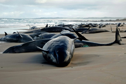 Dolphins stranded on a beach near Arthur River on the west coast of Tasmania Dolphins stranded on a beach near Arthur River on the west coast of Tasmania
