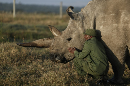 Najin is one of only two northern rhinos left on Earth -- for now at least Najin is one of only two northern rhinos left on Earth -- for now at least