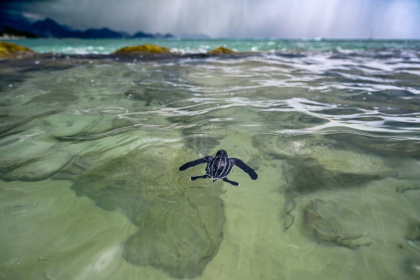 A leatherback sea turtle hatchling at Lhoknga beach, Indonesia's Aceh province A leatherback sea turtle hatchling at Lhoknga beach, Indonesia's Aceh province