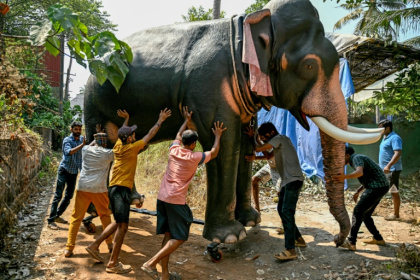 Workers push a finished model of a robotic elephant outside a workshop in Thrissur, in India's Kerala state Workers push a finished model of a robotic elephant outside a workshop in Thrissur, in India's Kerala state