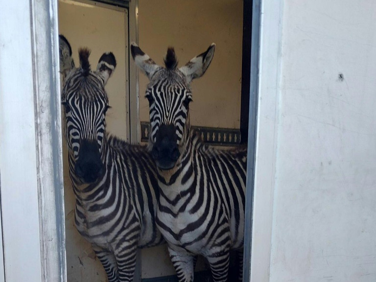 German police earn their stripes with zebra-loaded van stop