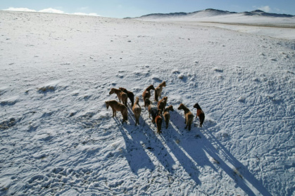 Heavy snowfall and frozen ground means livestock cannot find food Heavy snowfall and frozen ground means livestock cannot find food