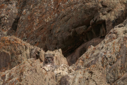 A snow leopard, seen here in India's northern Ladakh region in March A snow leopard, seen here in India's northern Ladakh region in March