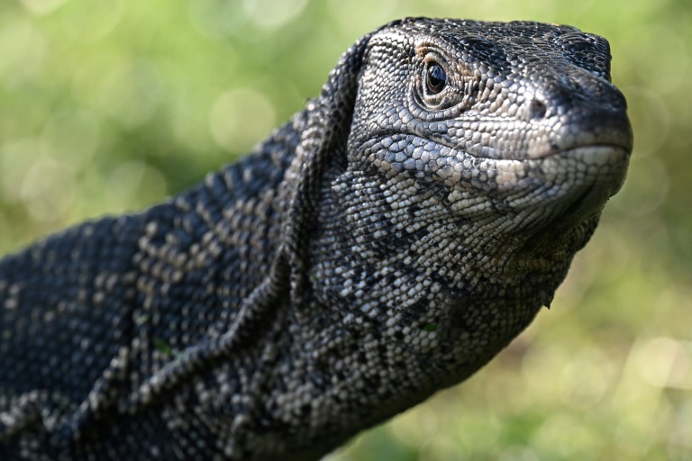 Ancient reptile tracks rewrite when animals conquered land