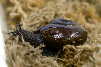 A rare New Zealand snail has been filmed for the first time squeezing an egg from its neck - Lisa FLANAGAN (AFP) A rare New Zealand snail has been filmed for the first time squeezing an egg from its neck - Lisa FLANAGAN (AFP)