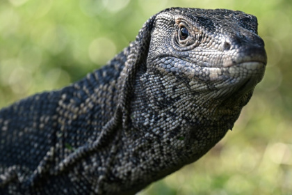 A monitor lizard, which researchers said might look a little like the ancient reptile ancestor that made the footprints - Lillian SUWANRUMPHA (AFP) A monitor lizard, which researchers said might look a little like the ancient reptile ancestor that made the footprints - Lillian SUWANRUMPHA (AFP)