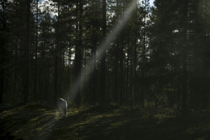 Increased military activity in the Arctic has become a headache for Finland's reindeer herders - Olivier MORIN (AFP) Increased military activity in the Arctic has become a headache for Finland's reindeer herders - Olivier MORIN (AFP)