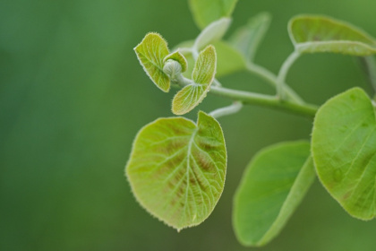 A kiwi bud on a vine grows on a plot of land managed by ReFruits Co - Richard A. Brooks (AFP) A kiwi bud on a vine grows on a plot of land managed by ReFruits Co - Richard A. Brooks (AFP)