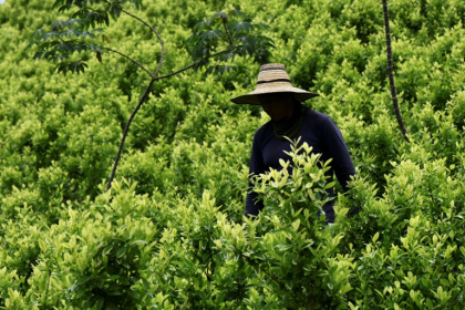 Colombia is the world's top producer of cocaine, a drug derived from the coca leaf - JOAQUIN SARMIENTO (AFP) Colombia is the world's top producer of cocaine, a drug derived from the coca leaf - JOAQUIN SARMIENTO (AFP)