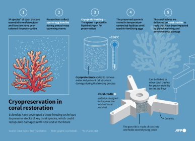 Freezing coral cells offers the chance to regenerate damaged and diminished species now and in the future - Nicholas SHEARMAN (AFP) Freezing coral cells offers the chance to regenerate damaged and diminished species now and in the future - Nicholas SHEARMAN (AFP)
