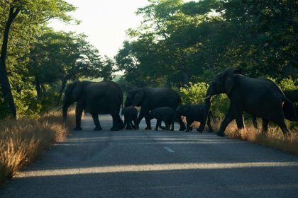 Zimbabwe is home to the second-biggest elephant population in the world - Zinyange Auntony (AFP) Zimbabwe is home to the second-biggest elephant population in the world - Zinyange Auntony (AFP)