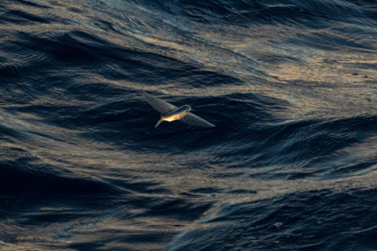 The United Nations is set to adopt the text of its high seas treaty on June 19 -- but it won't go into effect until 60 countries ratify it - PATRICK HERTZOG (AFP) The United Nations is set to adopt the text of its high seas treaty on June 19 -- but it won't go into effect until 60 countries ratify it - PATRICK HERTZOG (AFP)