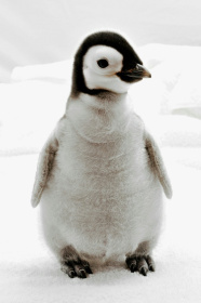 An emperor penguin chick at SeaWorld, California, on October 4, 2010 - HANDOUT (AFP) An emperor penguin chick at SeaWorld, California, on October 4, 2010 - HANDOUT (AFP)