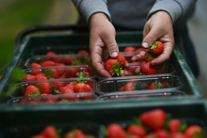 Sunny days and cool nights have created 'perfect' conditions for the strawberry harvest, farmers say - BEN STANSALL (AFP) Sunny days and cool nights have created 'perfect' conditions for the strawberry harvest, farmers say - BEN STANSALL (AFP)