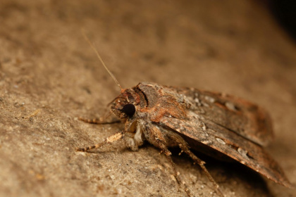 Bogong moths use Earth's magnetic field like a compass - Ajay Narendra (AFP) Bogong moths use Earth's magnetic field like a compass - Ajay Narendra (AFP)