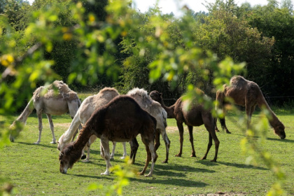 Demand for camel milk is growing as its ecological and health benefits become better known - FRANCOIS LO PRESTI (AFP) Demand for camel milk is growing as its ecological and health benefits become better known - FRANCOIS LO PRESTI (AFP)