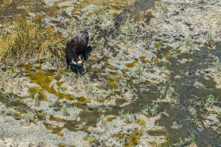 'The marshes are dead': Iraqi buffalo herders wander in search of water