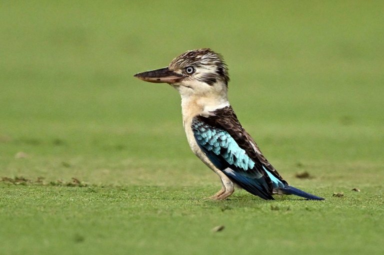 Scientists find surprising sex reversal in Australian birds Scientists find surprising sex reversal in Australian birds