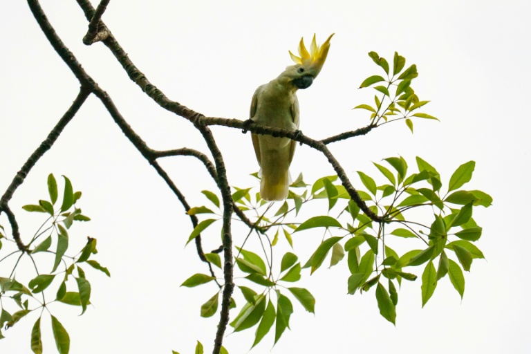 HK scientist puts hope in nest boxes to save endangered cockatoos