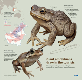 Infographic on two amphibians living on the island of Borneo, a giant river toad and a giant river frog - Nicholas SHEARMAN (AFP) Infographic on two amphibians living on the island of Borneo, a giant river toad and a giant river frog - Nicholas SHEARMAN (AFP)