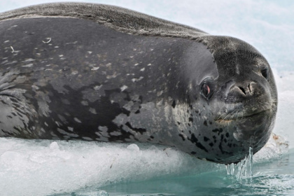 Hello, is it me you're looking for?
Male leopard seals sing to woo mates, scientists believe - Juan BARRETO (AFP)
