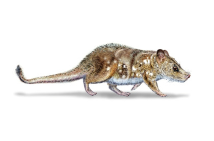 This illustration by Mauricio Alvarez depicts 'Yeutherium pressor,' a tiny mammal that lived in the time of the dinosaurs in what is now southern Chile - - (AFP)