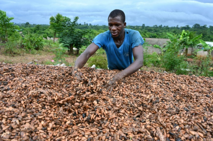 Failed harvests helped drive a meteoric rise in cocoa prices since late 2023 - Issouf SANOGO (AFP) Failed harvests helped drive a meteoric rise in cocoa prices since late 2023 - Issouf SANOGO (AFP)