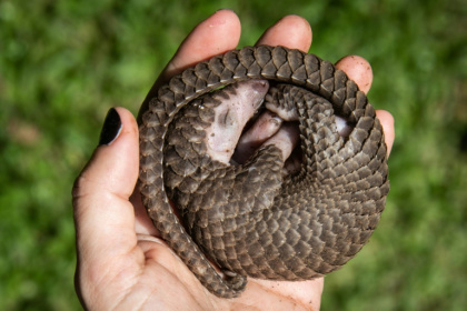 A white-bellied pangolin rescued from local animal traffickers in Uganda. All eight known pangolin species remain at high risk of extinction - Isaac Kasamani (AFP) A white-bellied pangolin rescued from local animal traffickers in Uganda. All eight known pangolin species remain at high risk of extinction - Isaac Kasamani (AFP)