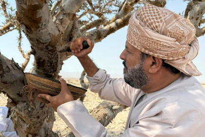 Oman's frankincense has been highly sought after for centuries - MAHA LOUBARIS (AFP)