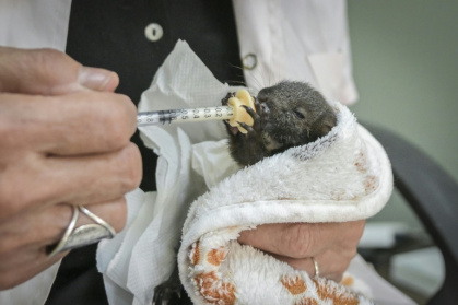 A member of the group feeds a baby squirrel - Aris MESSINIS (AFP)