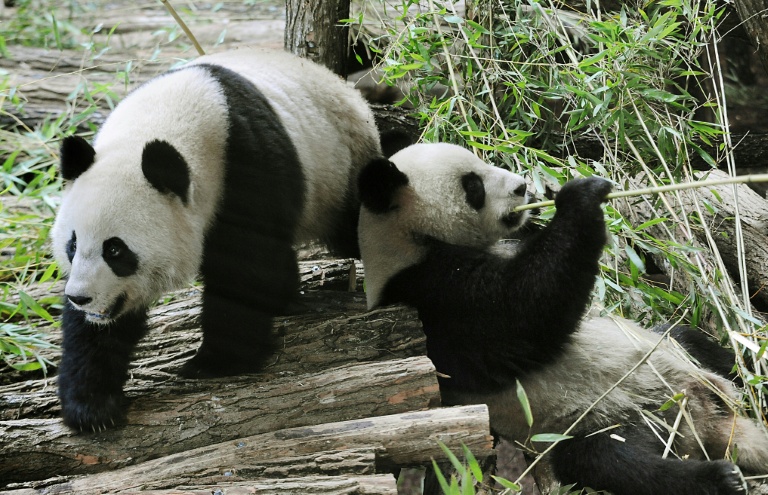 French zoo returns poorly panda and partner to China