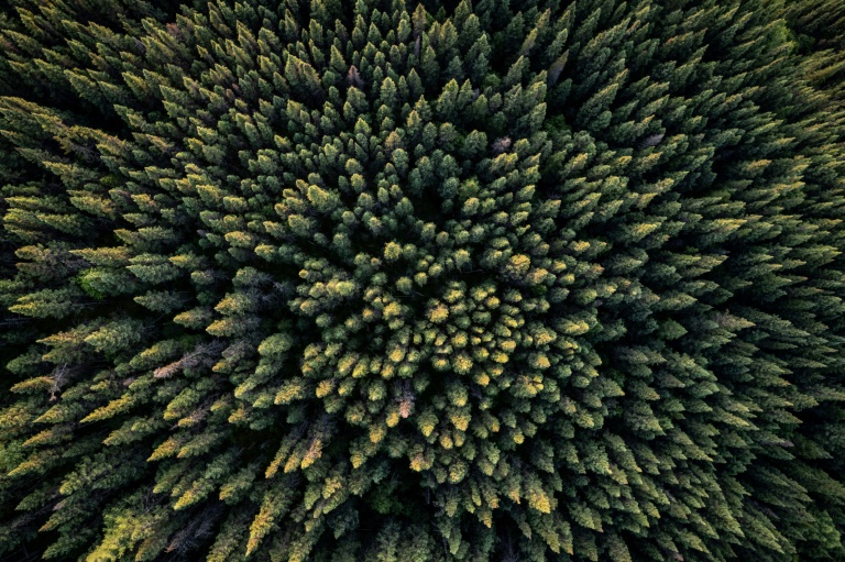 UN says forests should form key plank of COP30