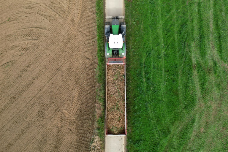 Record potato harvest is no boon in fries-mad Belgium