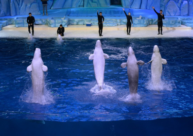 Beluga whales leap from the water during a performance at the aquarium inside the Chimelong Ocean Kingdom in 2014 - MARK RALSTON (AFP) Beluga whales leap from the water during a performance at the aquarium inside the Chimelong Ocean Kingdom in 2014 - MARK RALSTON (AFP)