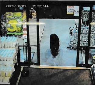 A bear entered a supermarket in Numata, north of Tokyo and lightly injured two customers - STR (AFP) A bear entered a supermarket in Numata, north of Tokyo and lightly injured two customers - STR (AFP)