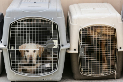 Dogs rest inside a pet cage in a makeshift training centre at the airport in Kabul - Karim SAHIB (AFP) Dogs rest inside a pet cage in a makeshift training centre at the airport in Kabul - Karim SAHIB (AFP)