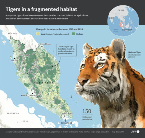 Infographic map showing geographical range of the Malayan tiger as well as the forest loss between 2000-2024 on the Malysian peninsula. - Nicholas SHEARMAN (AFP) Infographic map showing geographical range of the Malayan tiger as well as the forest loss between 2000-2024 on the Malysian peninsula. - Nicholas SHEARMAN (AFP)