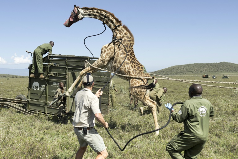 'Stranded, stressed' giraffes in Kenya relocated as habitats encroached