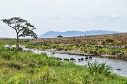 Tanzania's Maasai fear a carbon credit scheme linked to VW could destroy their community's way of life - TONY KARUMBA (AFP)
