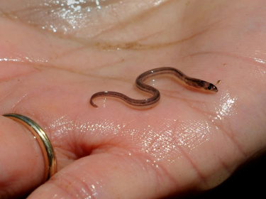 Demand for the worm-like creatures with dots for eyes comes largely from Asia and is filling the coffers of the criminal organizations terrorizing Haiti - STAN HONDA (AFP)