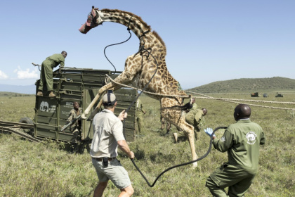 An adult female Masai giraffe rears on its hind legs as it resists efforts by Kenyan rangers to guide it into a transportation crate - Tony KARUMBA (AFP)